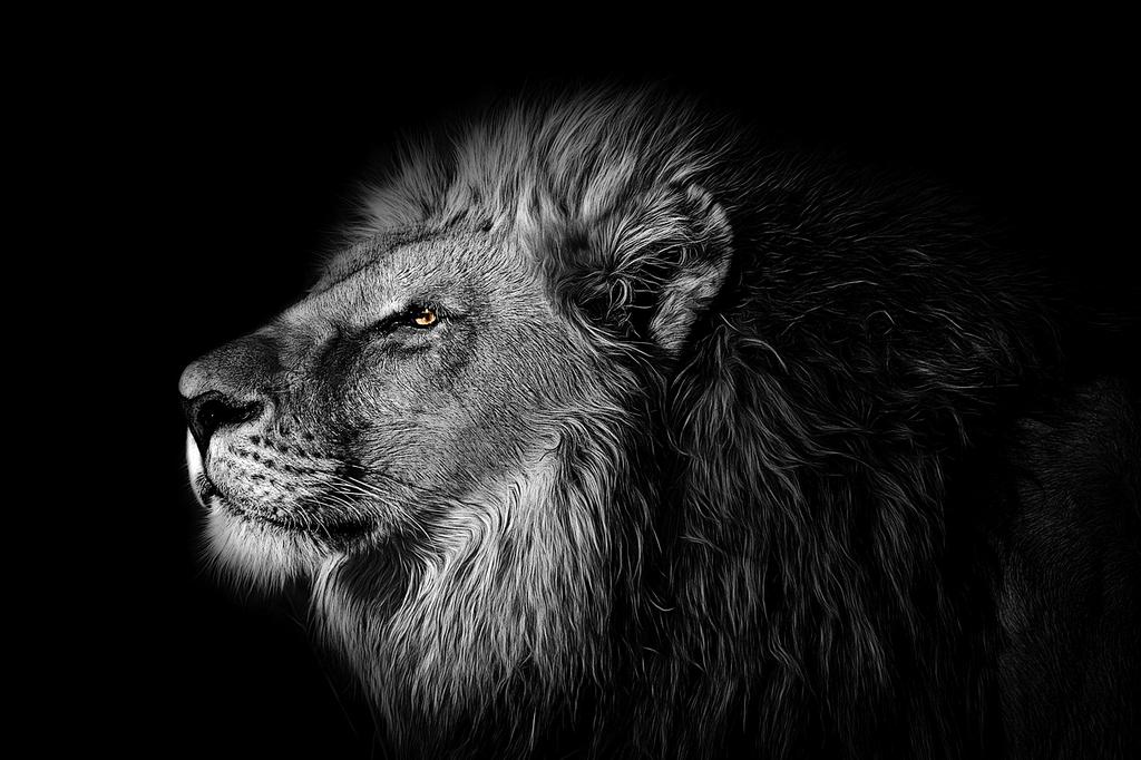 Safari browser interface on Mac